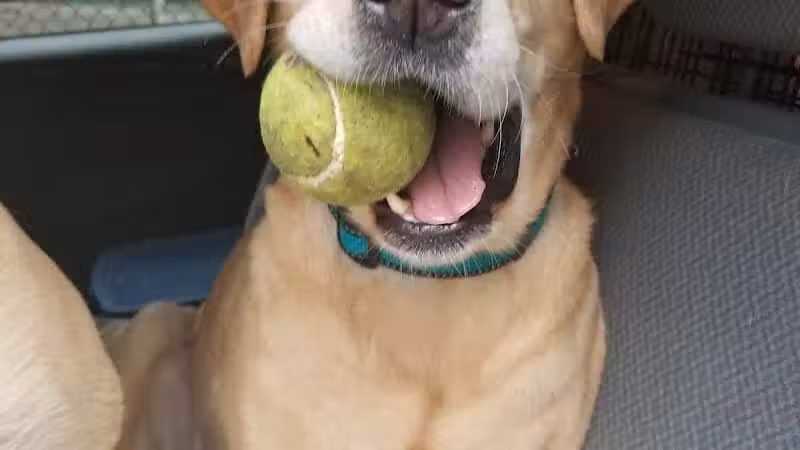 Smith Clove Dog Park - Monroe, NY