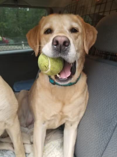 Smith Clove Dog Park - Monroe, NY