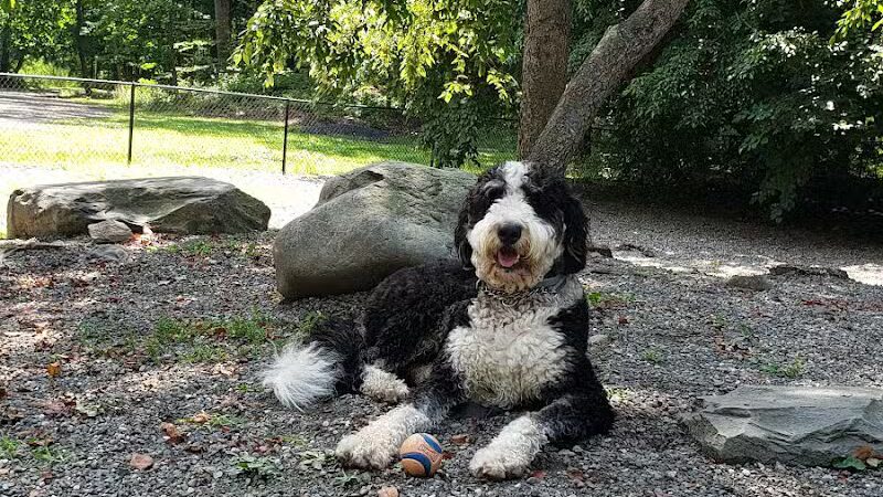 Smith Clove Dog Park - Monroe, NY