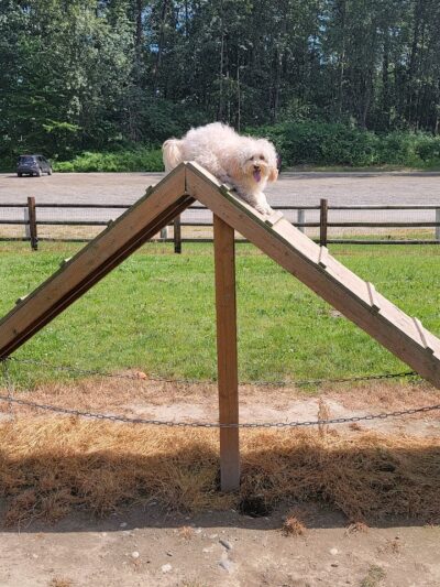 Wiggly Field Dog Park - Monroe, WA