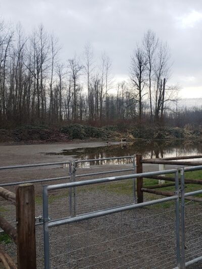Wiggly Field Dog Park - Monroe, WA