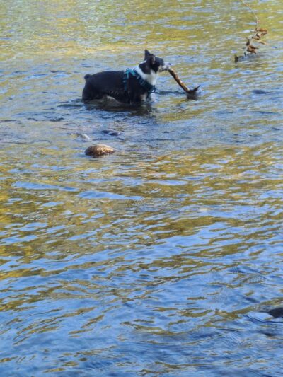 Wiggly Field Dog Park - Monroe, WA