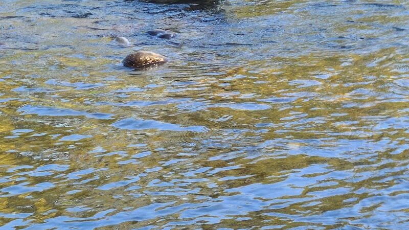 Wiggly Field Dog Park - Monroe, WA