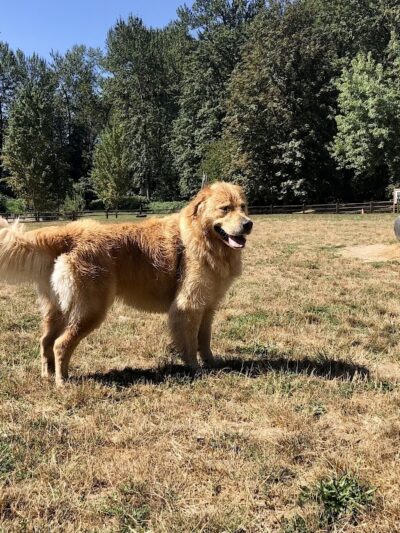Wiggly Field Dog Park - Monroe, WA