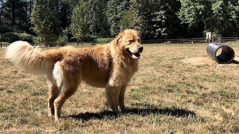 Wiggly Field Dog Park - Monroe, WA