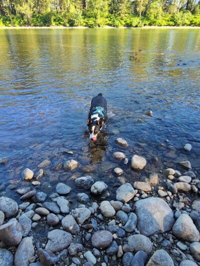 Wiggly Field Dog Park - Monroe, WA