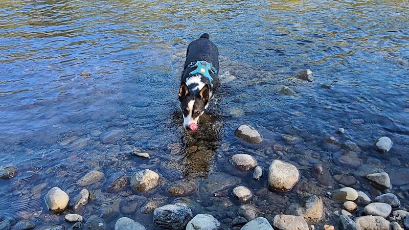 Wiggly Field Dog Park - Monroe, WA