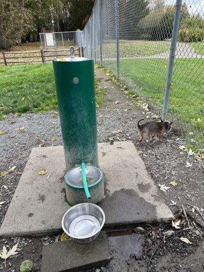 Wiggly Field Dog Park - Monroe, WA