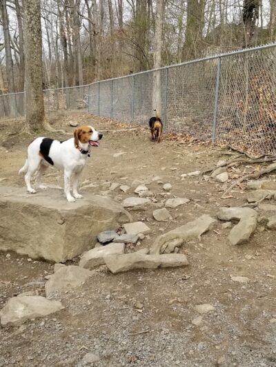Krepps Dog Park - Morgantown, WV