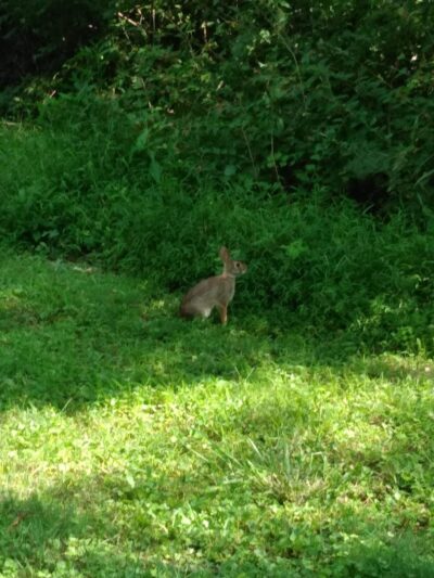 Stanley's Spot Dog Park - Morgantown, WV