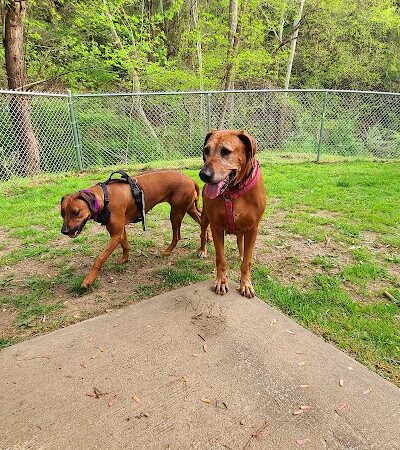 Stanley's Spot Dog Park - Morgantown, WV