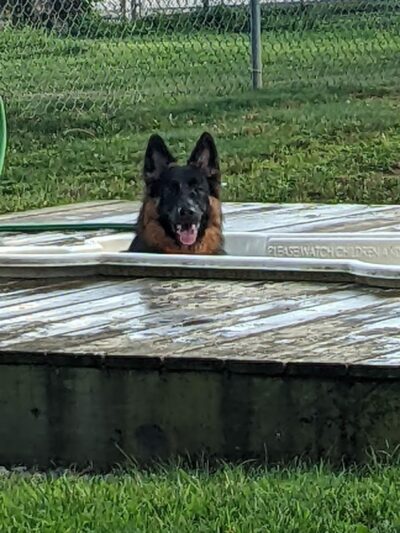 Happy Hound Playground - Morris Plains, NJ