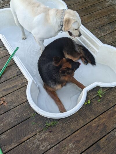 Happy Hound Playground - Morris Plains, NJ