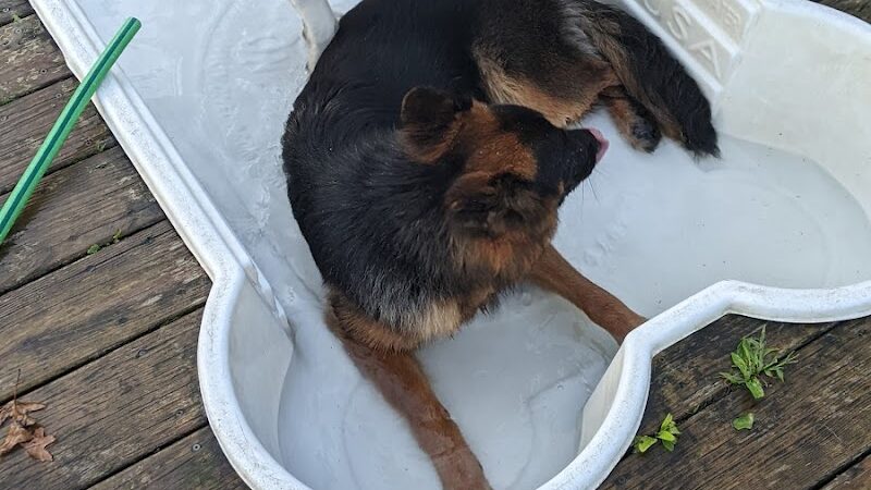 Happy Hound Playground - Morris Plains, NJ