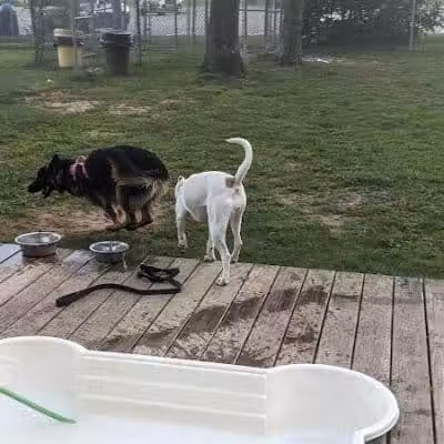 Happy Hound Playground - Morris Plains, NJ