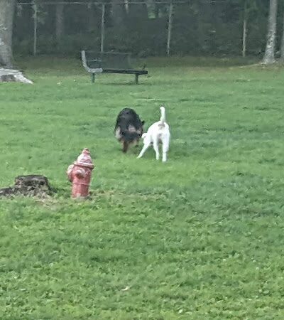 Happy Hound Playground - Morris Plains, NJ
