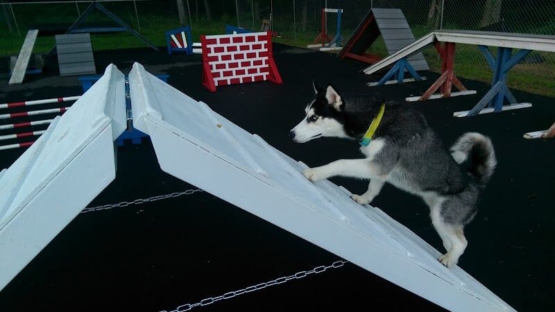 Happy Hound Playground - Morris Plains, NJ