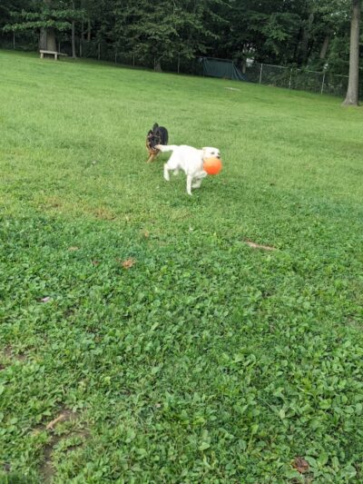 Happy Hound Playground - Morris Plains, NJ