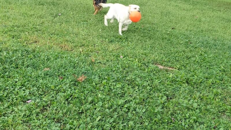 Happy Hound Playground - Morris Plains, NJ