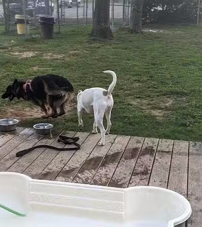 Happy Hound Playground - Morris Plains, NJ