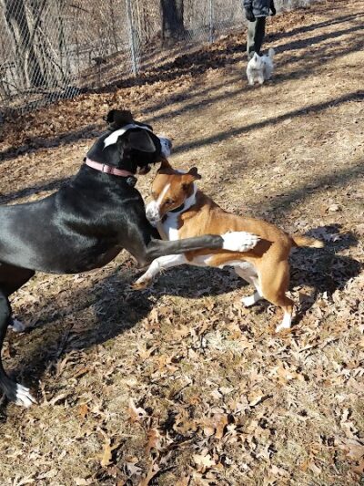 Oakwood Dog Park - Morton, IL