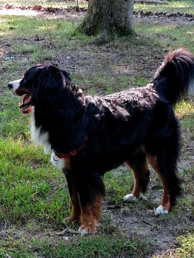 Oakwood Dog Park - Morton, IL