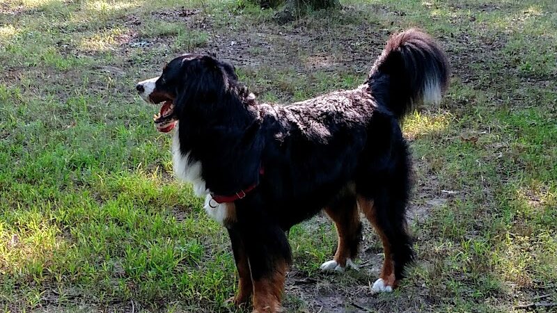 Oakwood Dog Park - Morton, IL