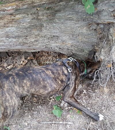 Oakwood Dog Park - Morton, IL