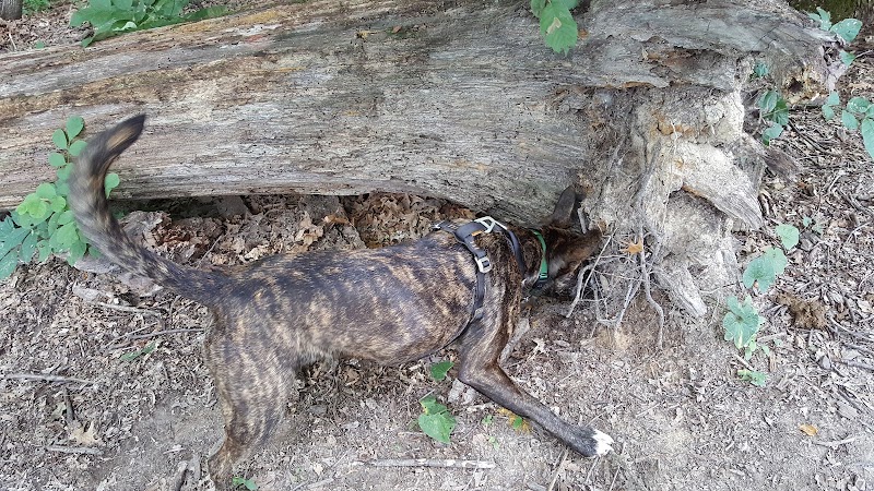 Oakwood Dog Park - Morton, IL