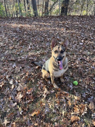 Oakwood Dog Park - Morton, IL