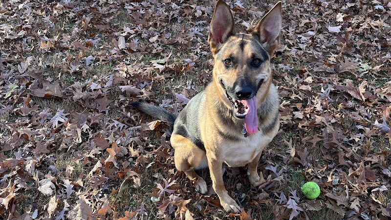 Oakwood Dog Park - Morton, IL