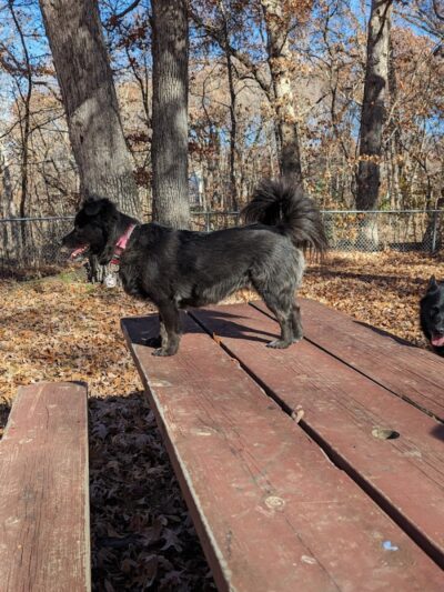 Oakwood Dog Park - Morton, IL