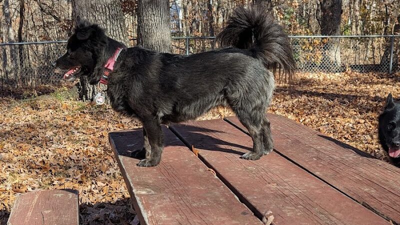 Oakwood Dog Park - Morton, IL
