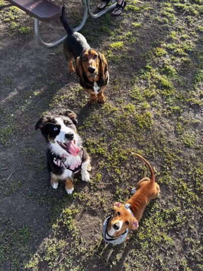 Moscow Dog Park - Moscow, ID