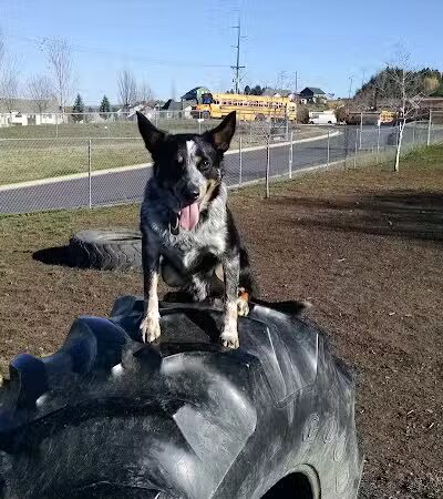 Moscow Dog Park - Moscow, ID