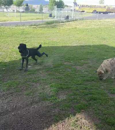Moscow Dog Park - Moscow, ID