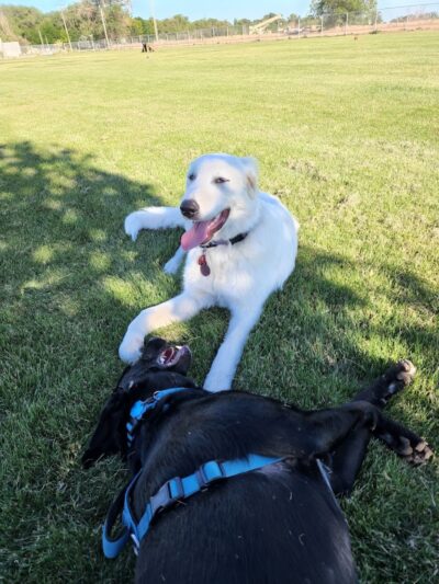 Happy Tails Dog Park