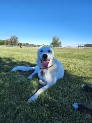Happy Tails Dog Park