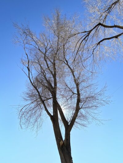Happy Tails Dog Park
