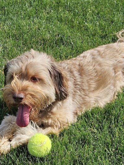 Happy Tails Dog Park