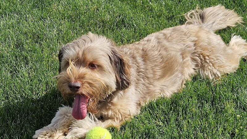 Happy Tails Dog Park