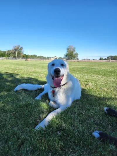 Happy Tails Dog Park