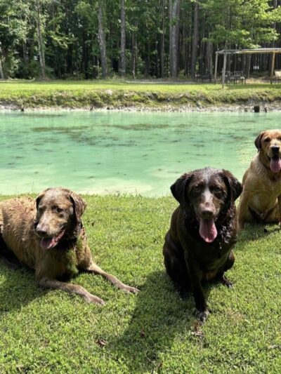 Paw’s Moyock 18 Acre Dog Park - Moyock, NC