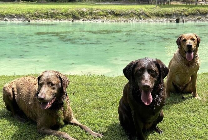 Paw’s Moyock 18 Acre Dog Park - Moyock, NC