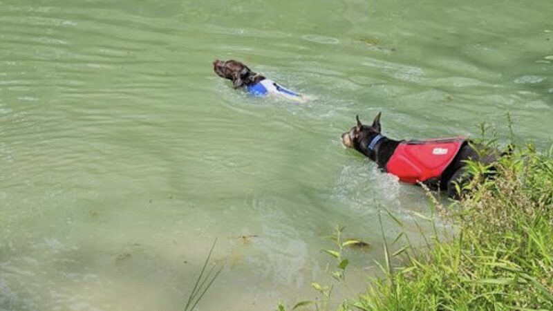 Paw’s Moyock 18 Acre Dog Park - Moyock, NC