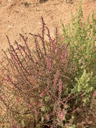 The Belly of the Dragon (Trailhead) - Mt Carmel, UT