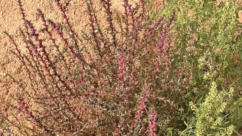 The Belly of the Dragon (Trailhead) - Mt Carmel, UT