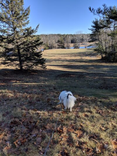 Babson Creek Preserve - Mt Desert, ME