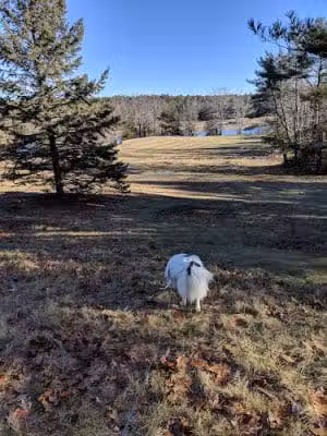 Babson Creek Preserve - Mt Desert, ME