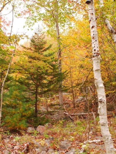 Bubbles Divide Trail - Mt Desert, ME